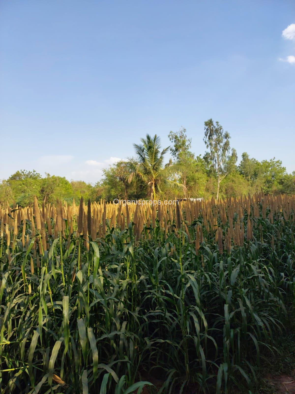 WhatsApp Image 2023-05-11 at 420230512113528836.jpeg